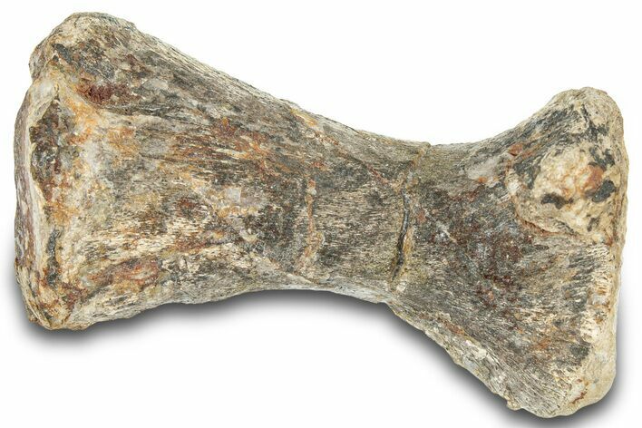 Fossil Mosasaur (Platecarpus) Limb Bone - South Dakota #322099